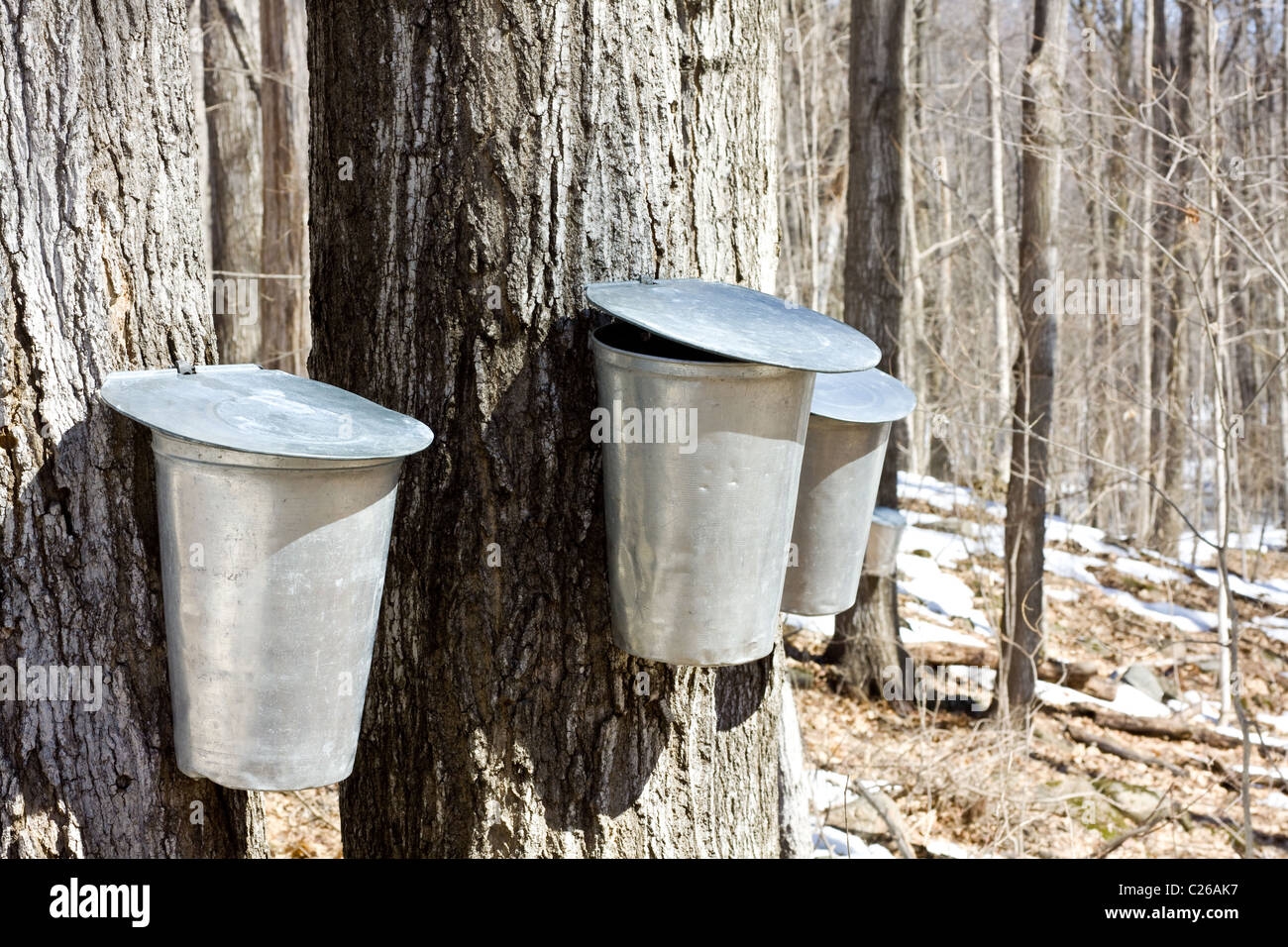 Buckets Collecting Sap From Maple Trees For Production Of Maple Syrup Stock Photo Alamy