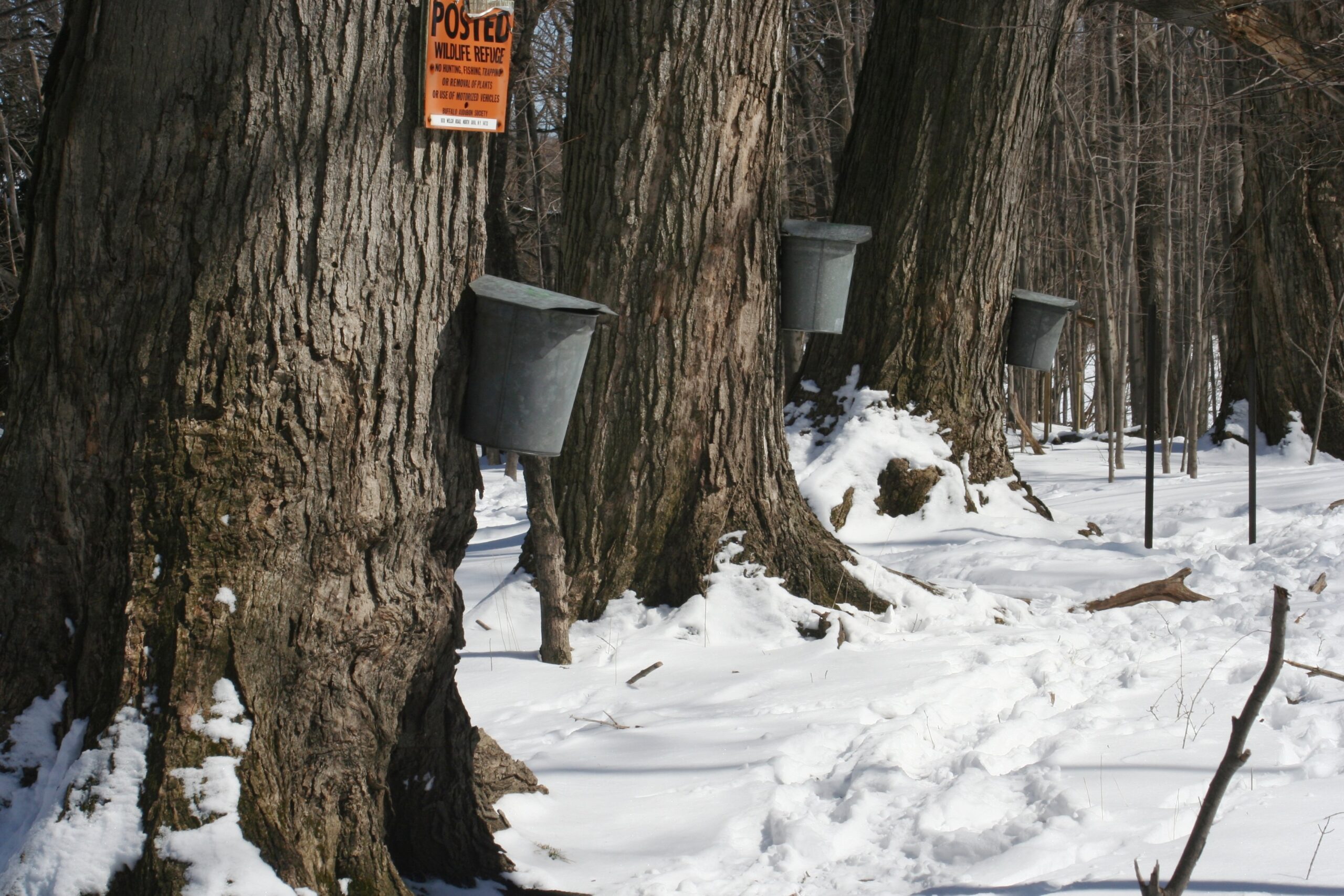 Printable Maple Syrup Buckrts