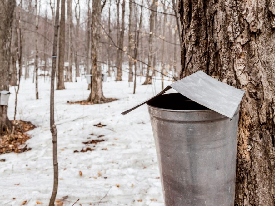 Sap Buckets Up Close