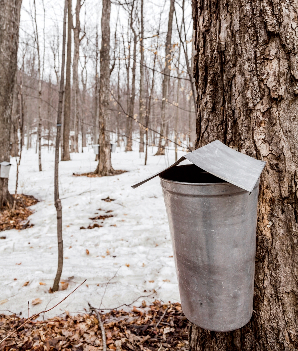 Sap Buckets Up Close
